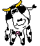 Cow shaking head.
