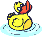 Duck swimming in pond Duck swimming in pond